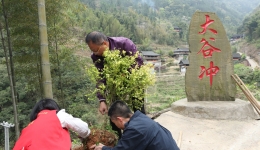 南溪山医院党团员到龙胜植树造林助力乡村振兴