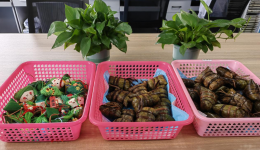 端午迎佳节 粽艾医患暖