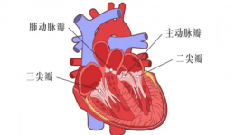 南医科普丨心脏瓣膜出了问题，是要“更换”还是“维修”？