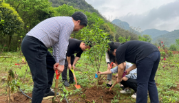 自治区南溪山医院内科第十二党支部举行“植树节”主题党日活动